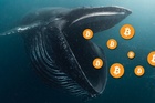 Cú sụt giá của Bitcoin tác động ra sao với các 'cá mập'?
