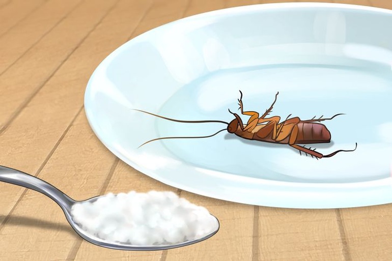 Mẹo đuổi côn trùng hiệu quả mà không cần dùng chất hóa học - 2